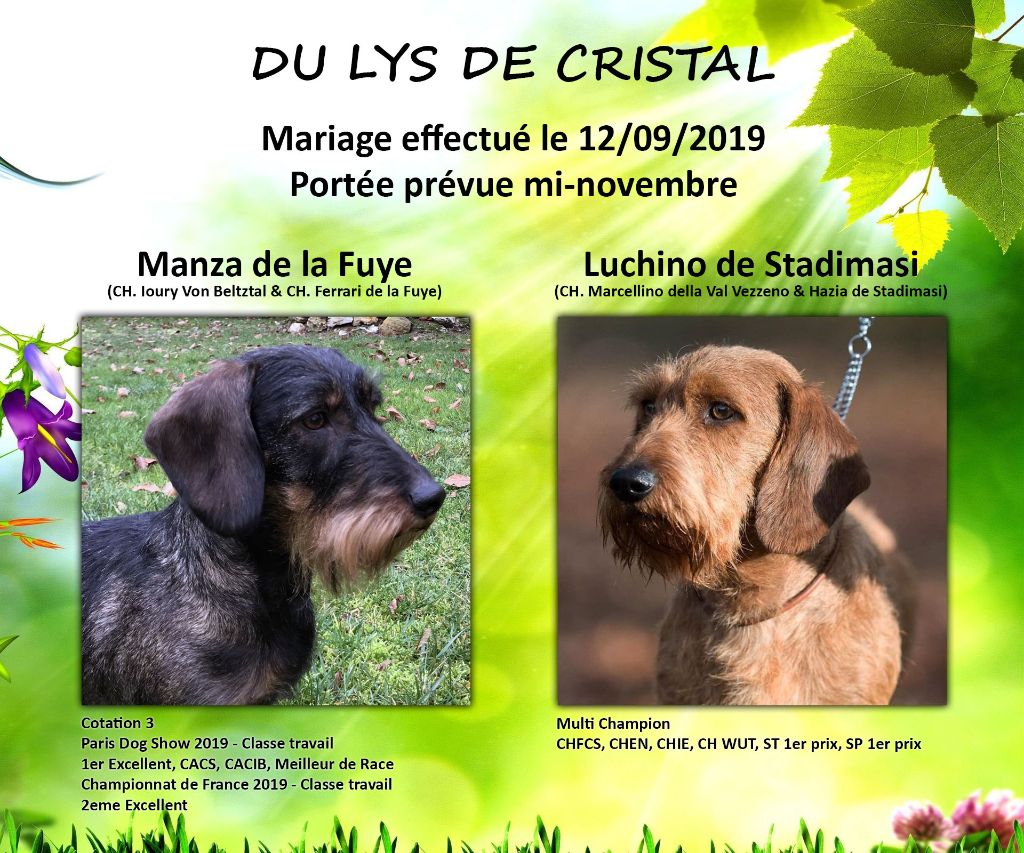 du Lys de Cristal - Manza de la Fuye et Luchino de Stadimasi