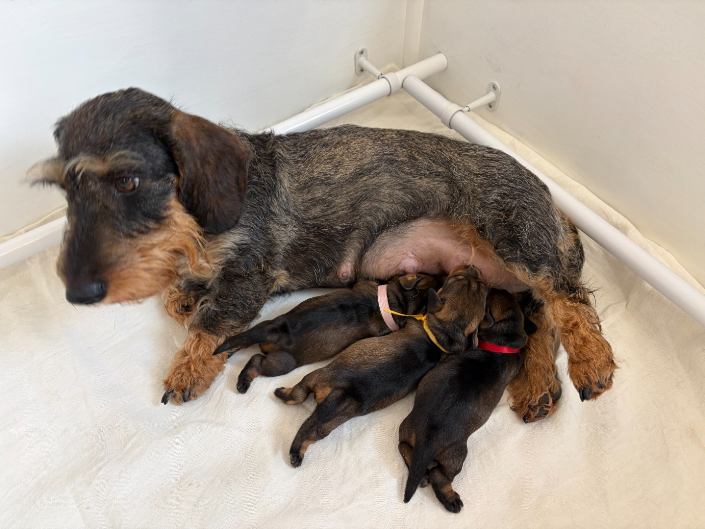 Les bébés d'Ulane du Lys de Cristal et CH. Ioupi des Chasseurs du Temps sont nés !