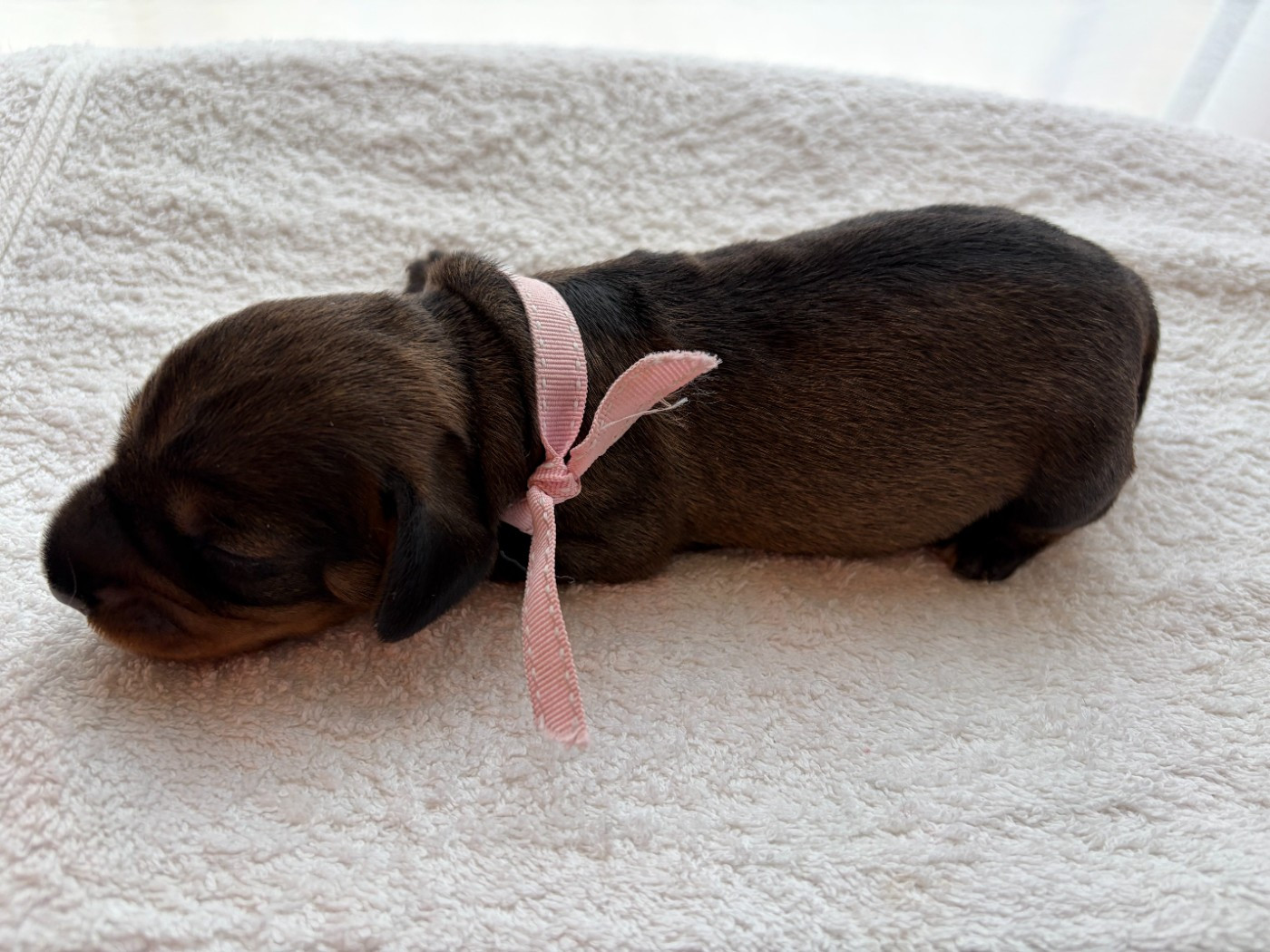 du Lys de Cristal - Chiots disponibles - Teckel poil dur