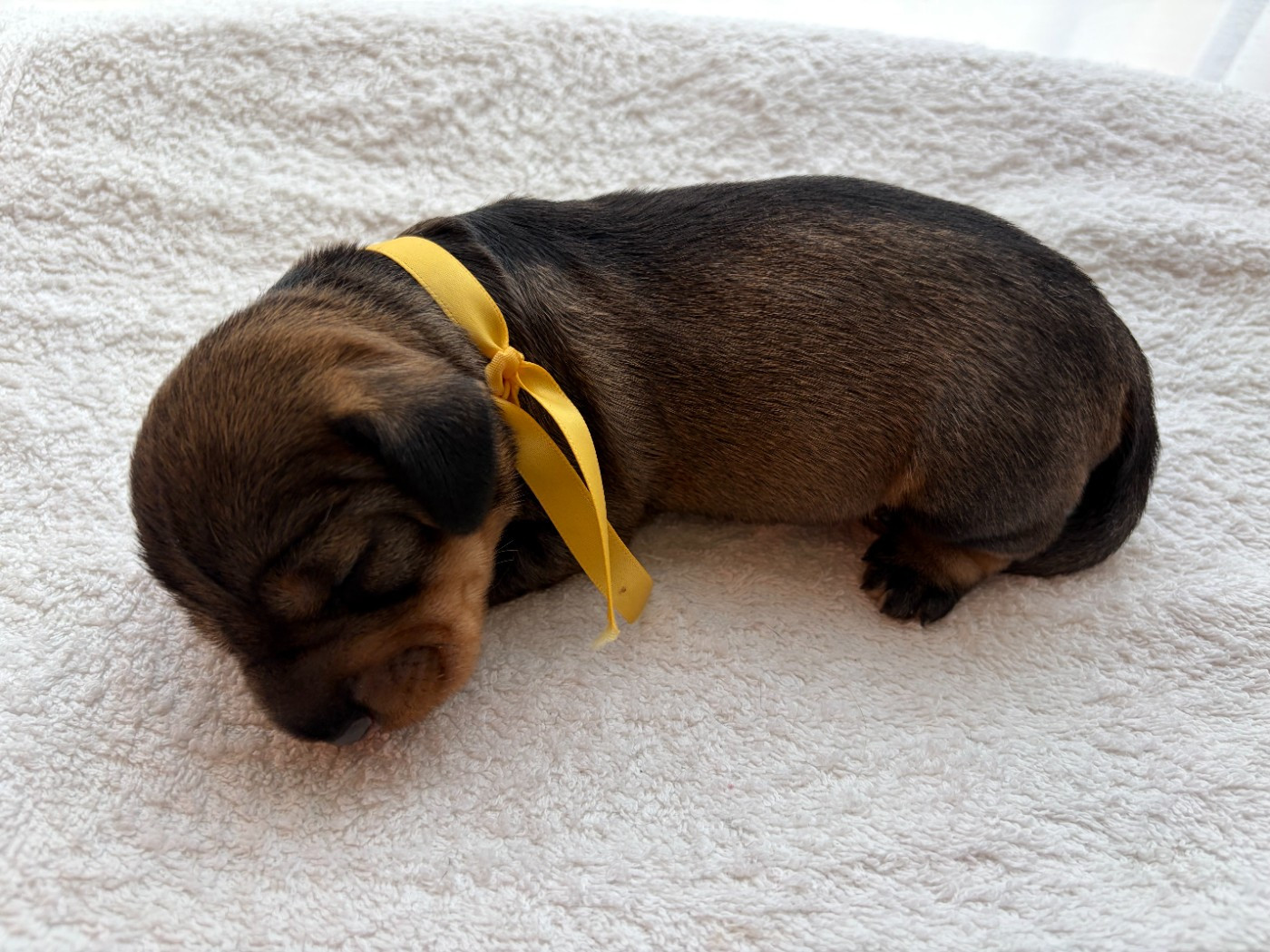 du Lys de Cristal - Chiots disponibles - Teckel poil dur