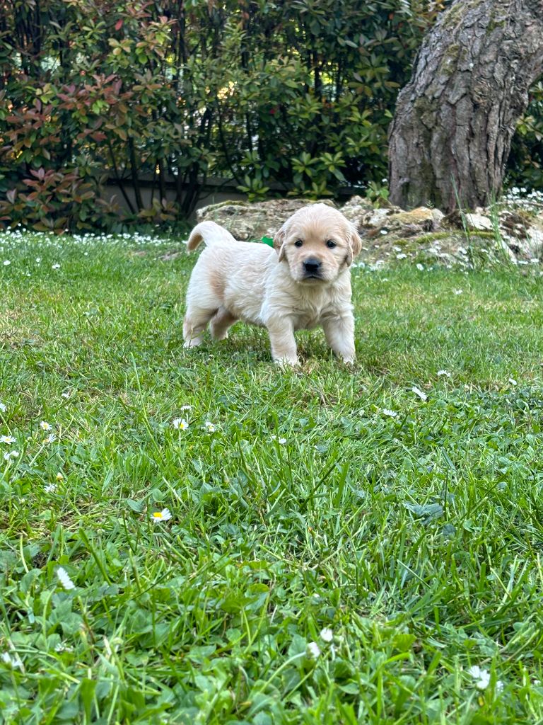 du Lys de Cristal - Chiots disponibles - Golden Retriever