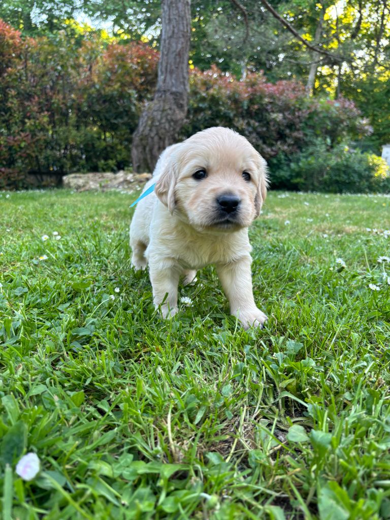 du Lys de Cristal - Chiots disponibles - Golden Retriever