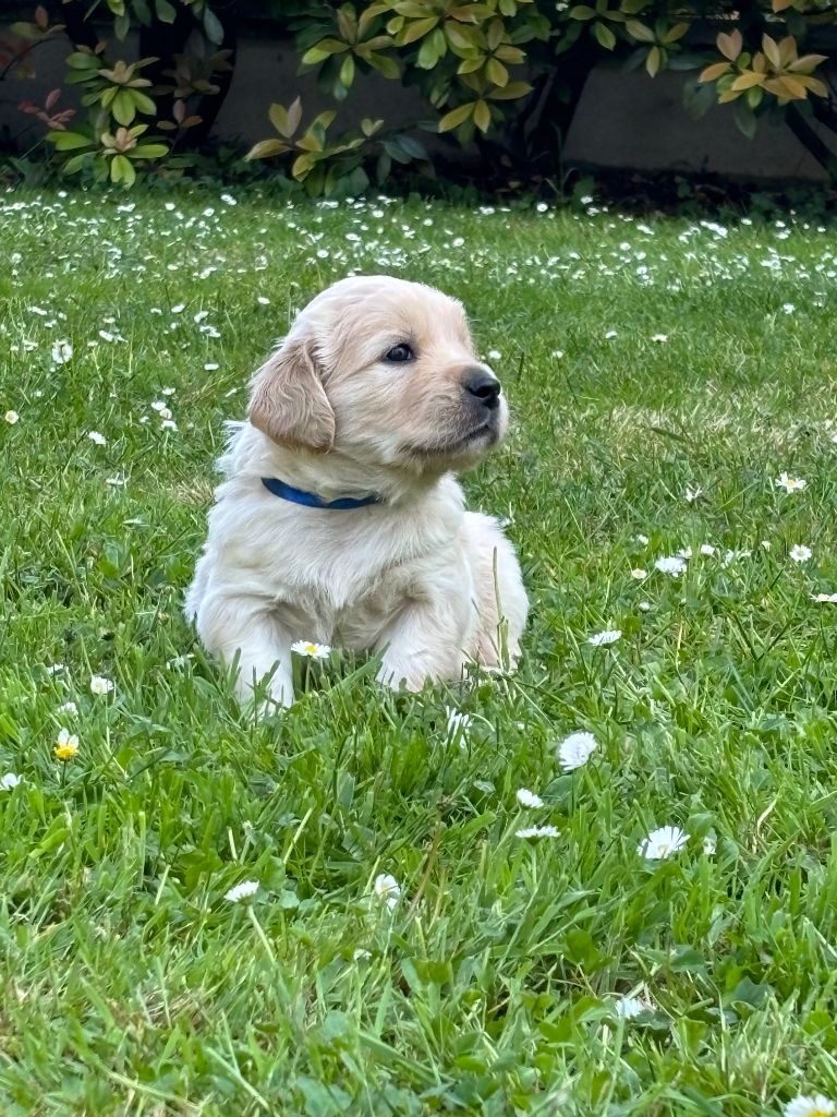 du Lys de Cristal - Chiots disponibles - Golden Retriever