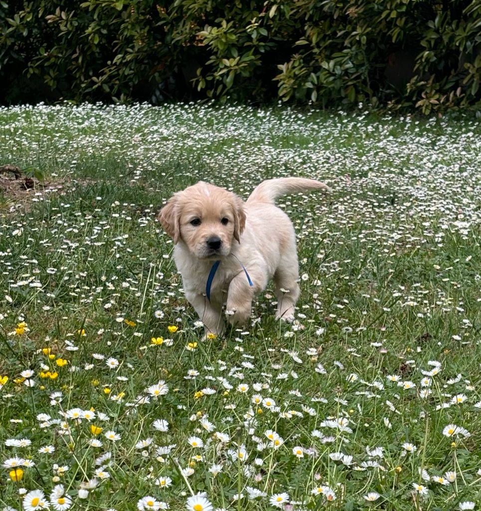 du Lys de Cristal - Chiots disponibles - Golden Retriever