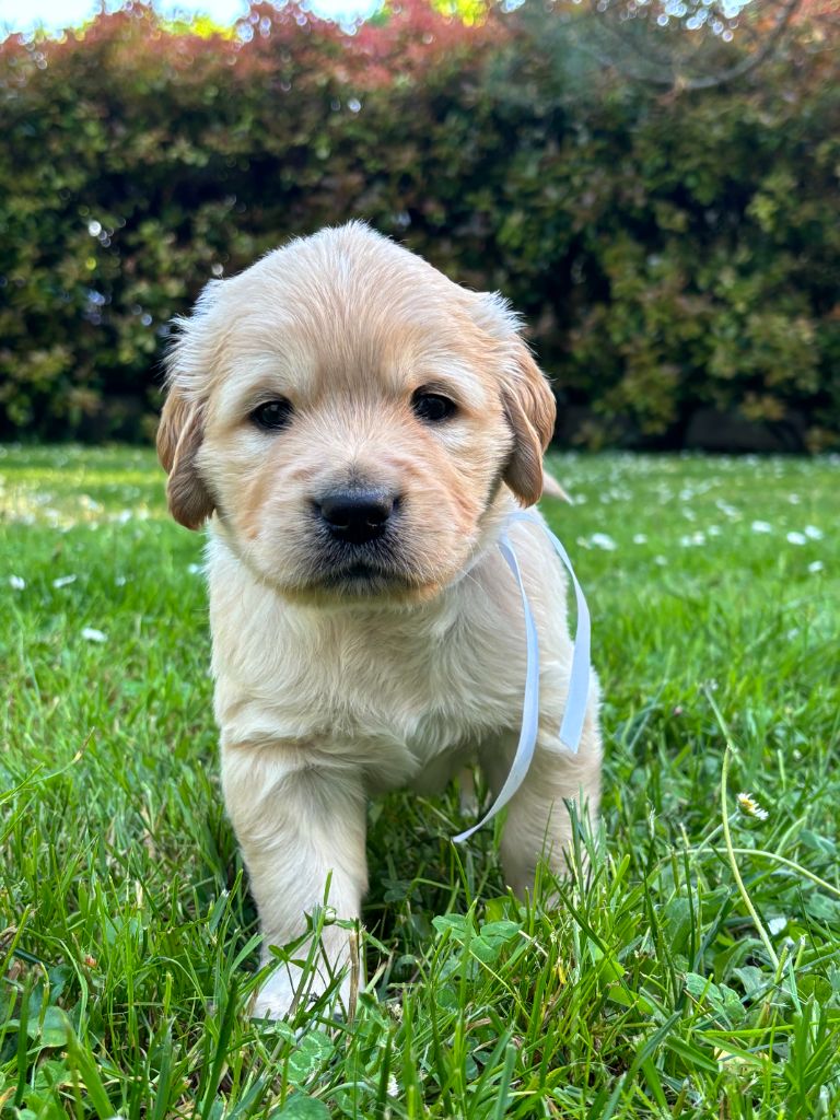 du Lys de Cristal - Chiots disponibles - Golden Retriever