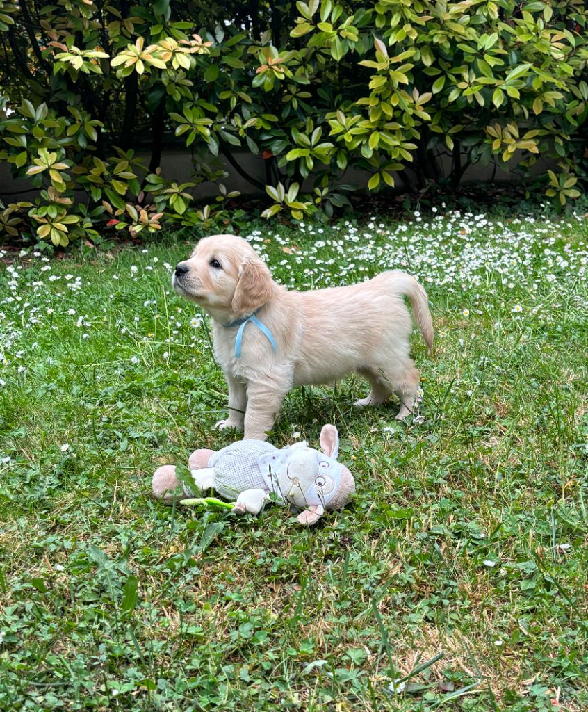 du Lys de Cristal - Chiots disponibles - Golden Retriever