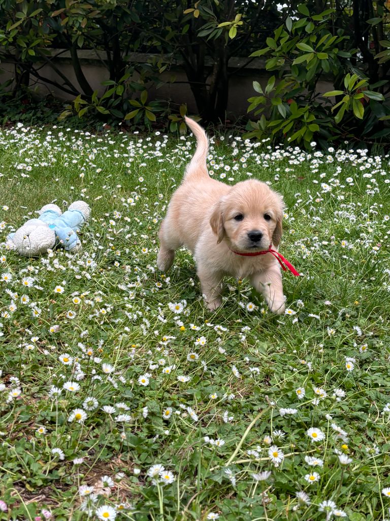 du Lys de Cristal - Chiots disponibles - Golden Retriever