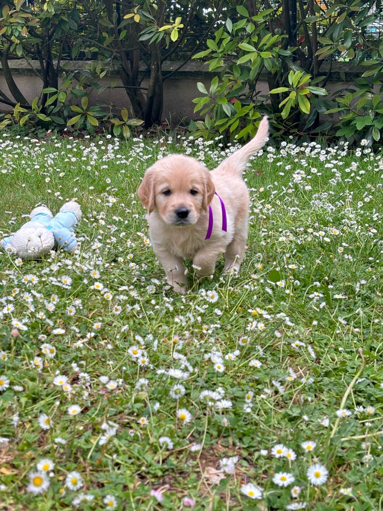 du Lys de Cristal - Chiots disponibles - Golden Retriever