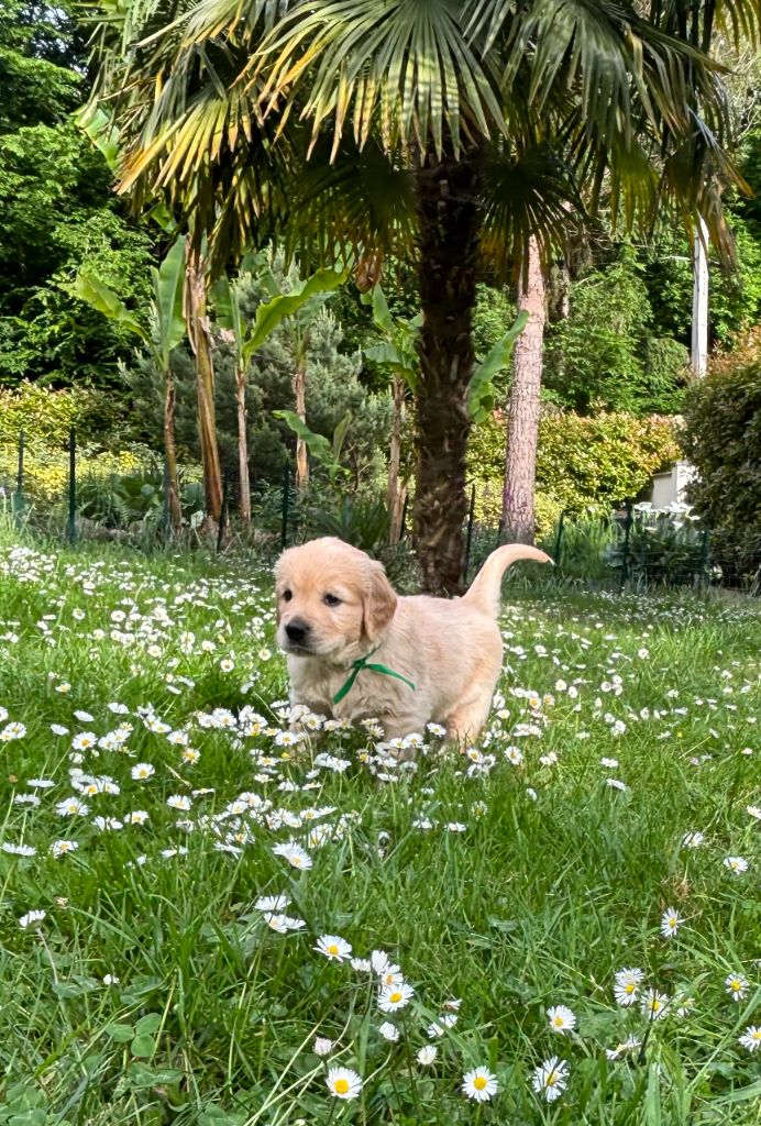 du Lys de Cristal - Chiots disponibles - Golden Retriever