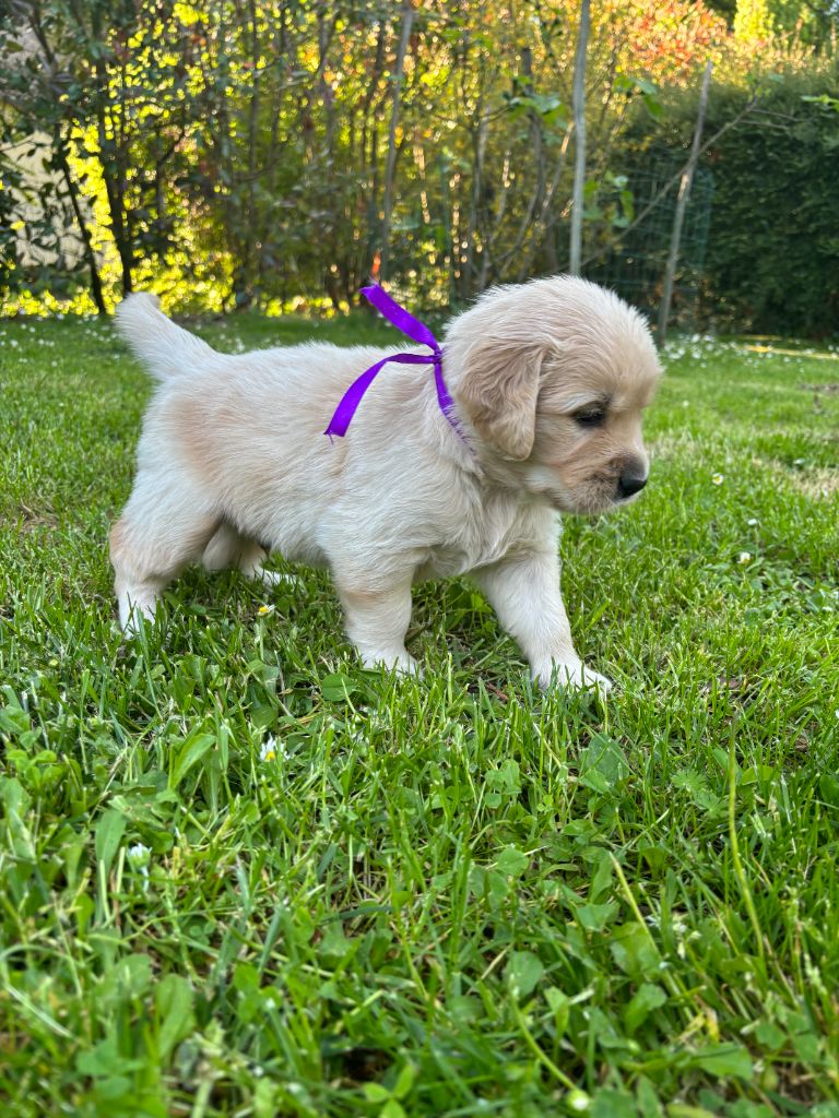 du Lys de Cristal - Chiots disponibles - Golden Retriever