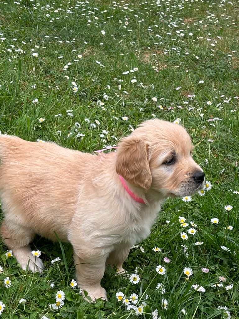 du Lys de Cristal - Chiots disponibles - Golden Retriever