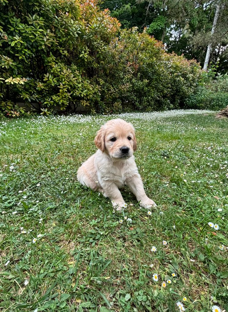 du Lys de Cristal - Chiots disponibles - Golden Retriever