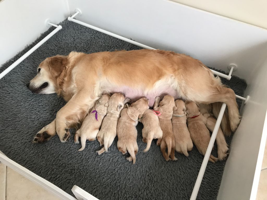 Chiot Golden Retriever du Lys de Cristal