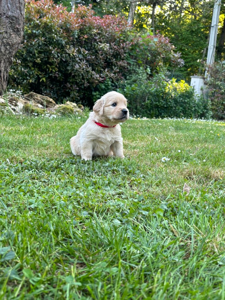 du Lys de Cristal - Chiots disponibles - Golden Retriever