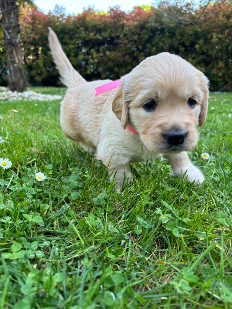 du Lys de Cristal - Chiots disponibles - Golden Retriever
